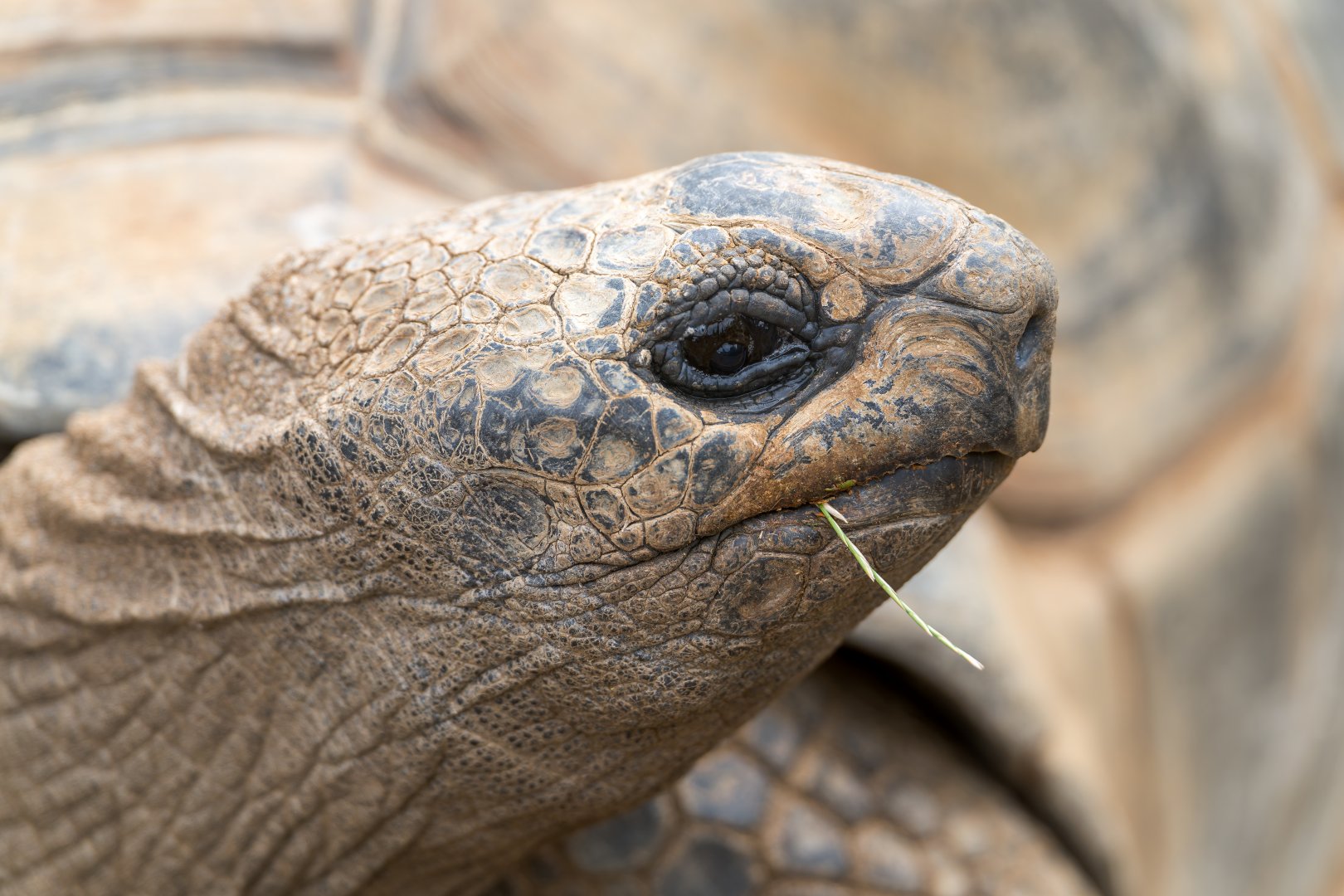 Aldabra Giant Tortoise, CWP, UK