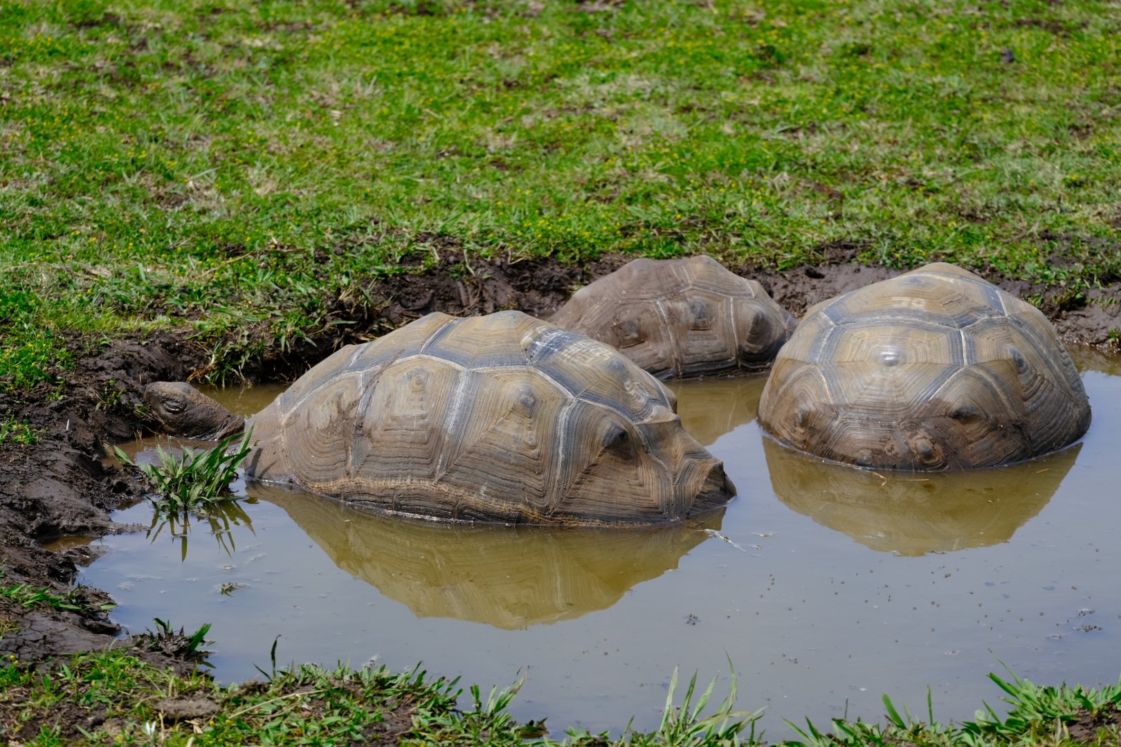 Aldabra Giant Tortoise - Darling Downs Zoo
