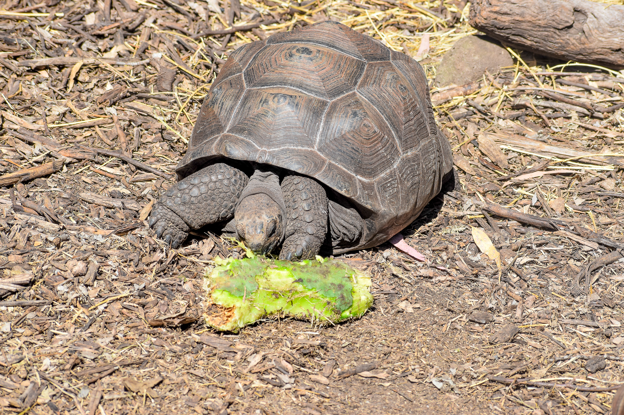 Aldabra Giant Tortoise eating cactus