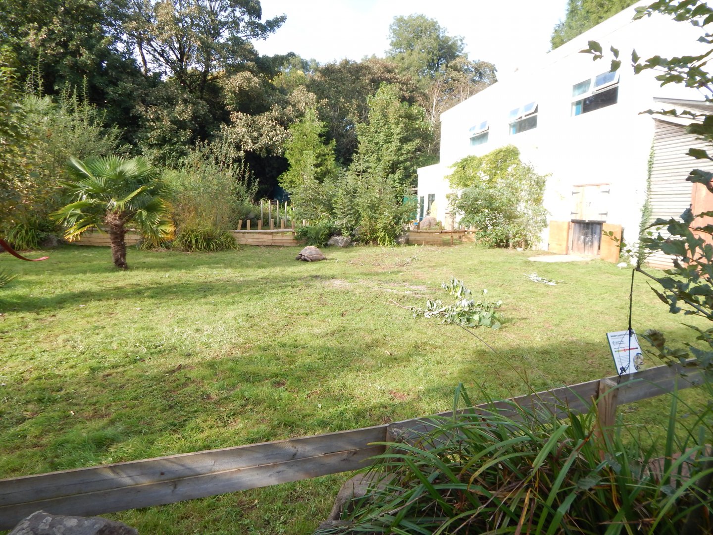 Aldabra giant tortoise enclosure 290923