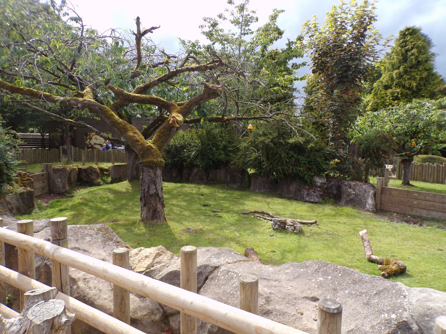 Aldabra giant tortoise enclosure 7.7.24