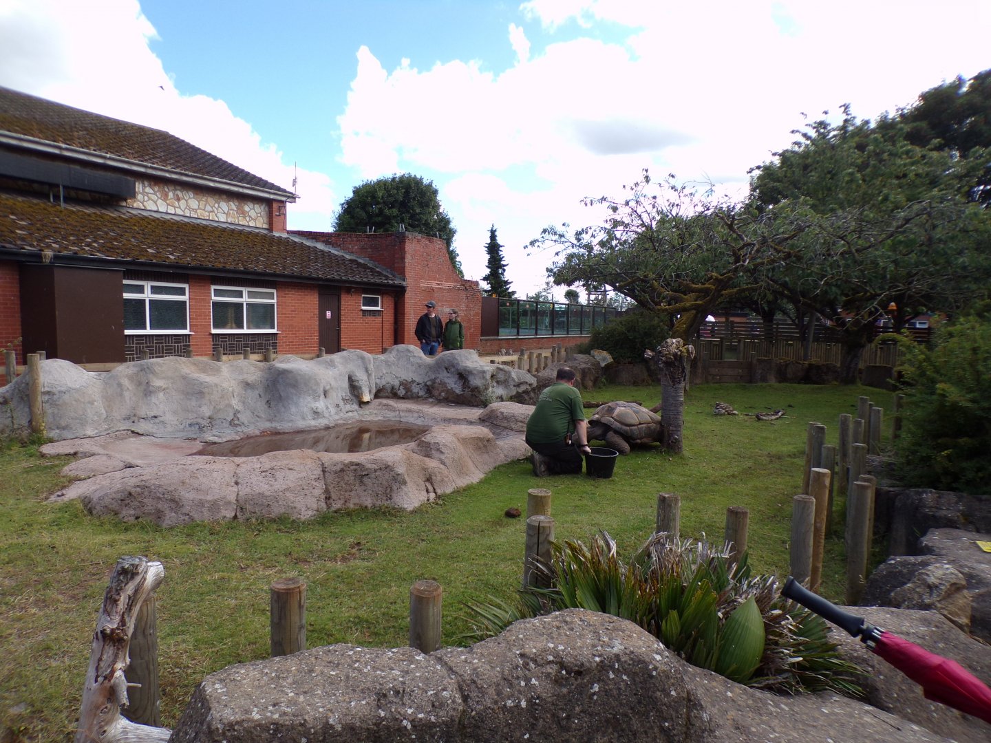 Aldabra giant tortoise enclosure 7.7.24