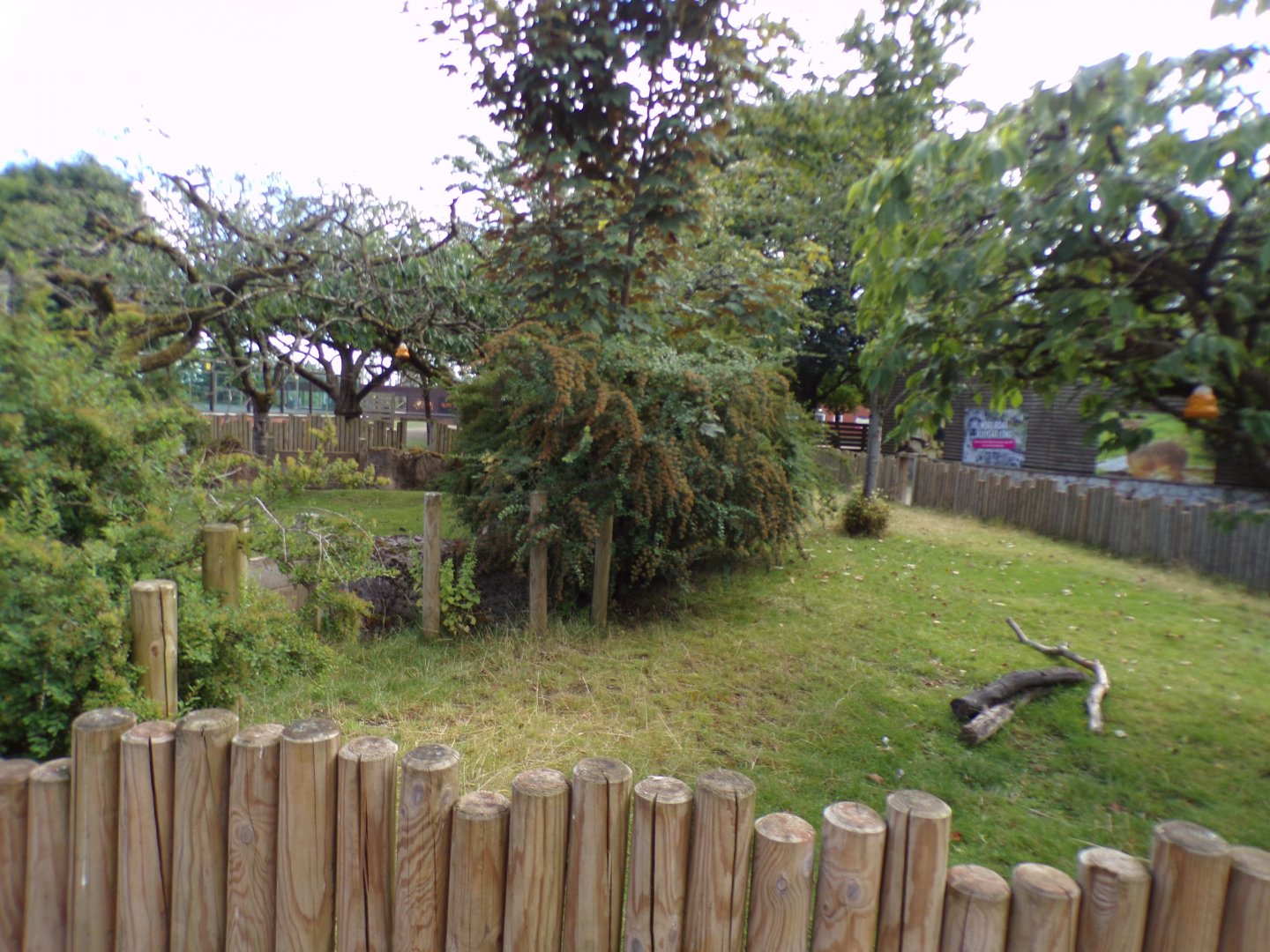 Aldabra giant tortoise enclosure 7.7.24