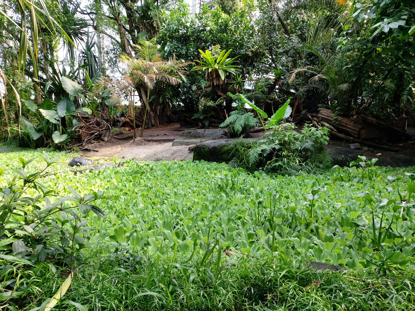 Aldabra giant tortoise enclosure (July 2020)