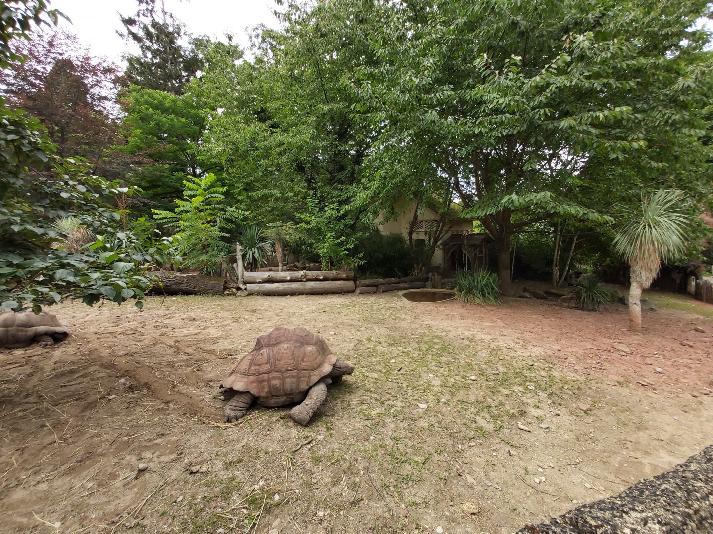 Aldabra giant tortoise enclosure