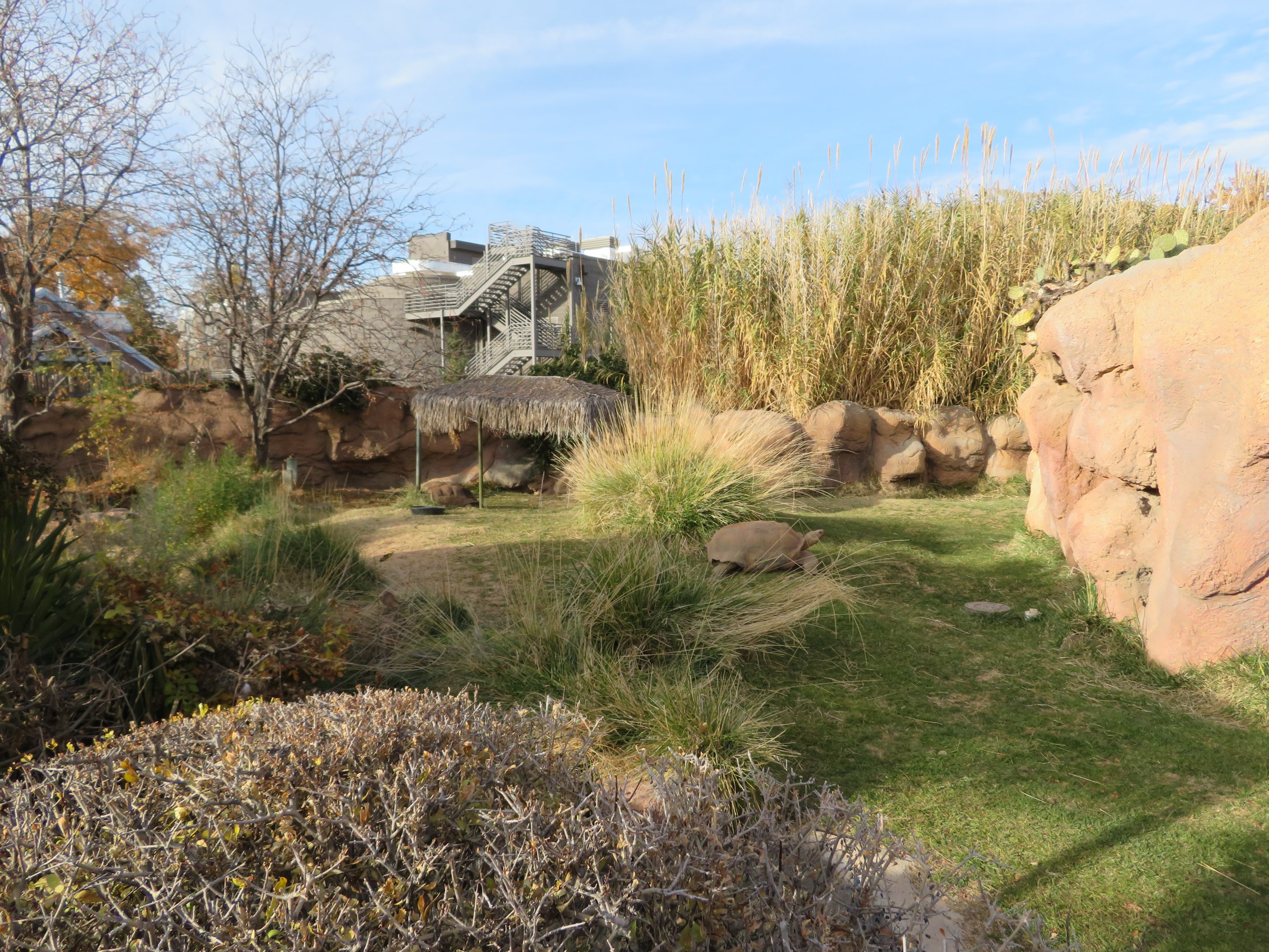 Aldabra Giant Tortoise Enclosure