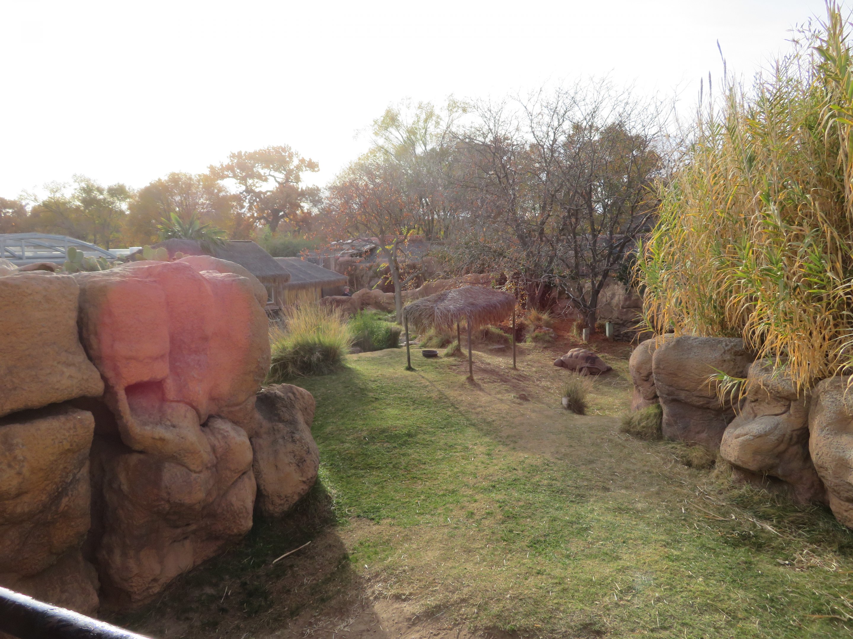 Aldabra Giant Tortoise Enclosure