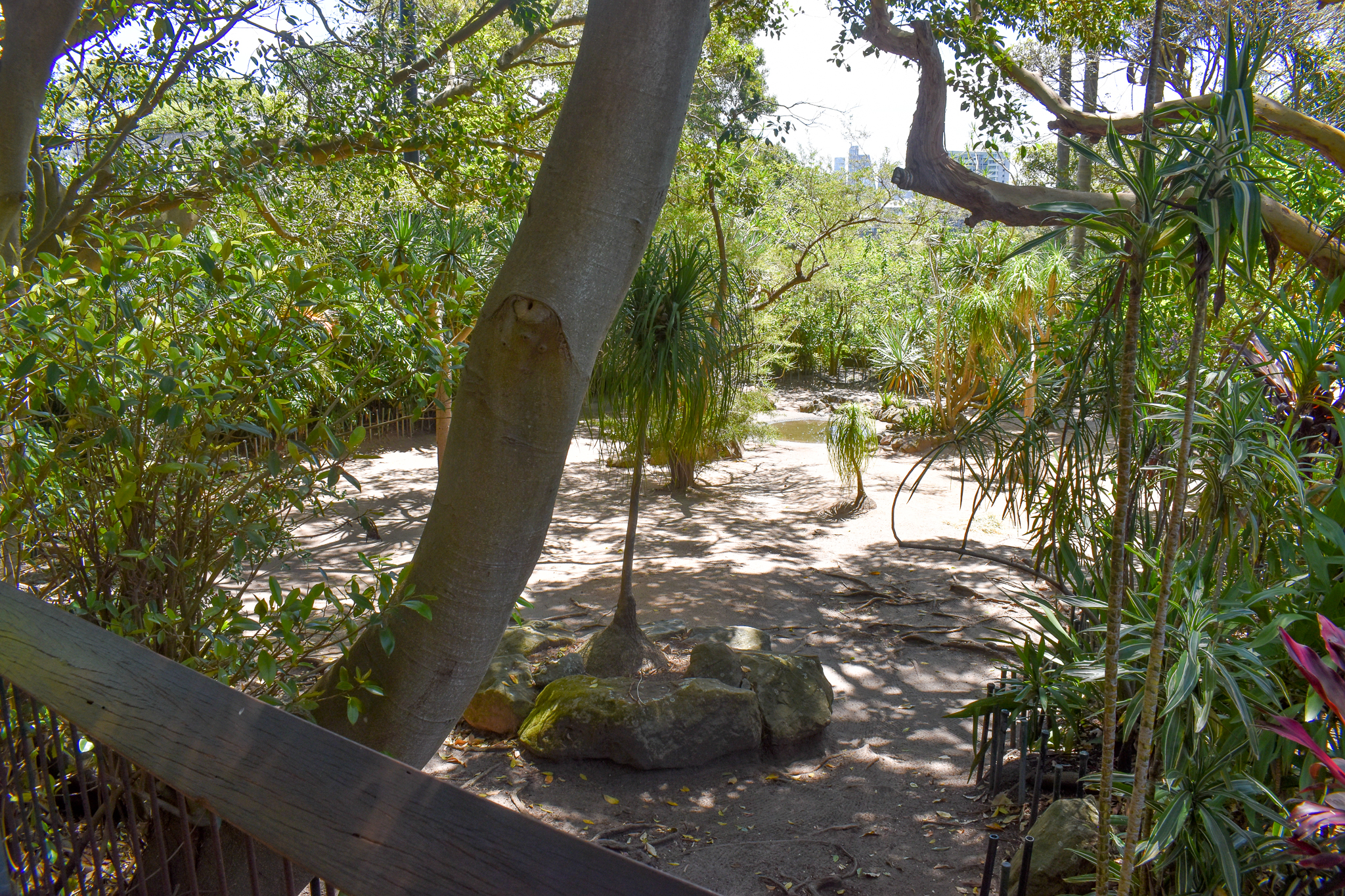 Aldabra Giant Tortoise Enclosure