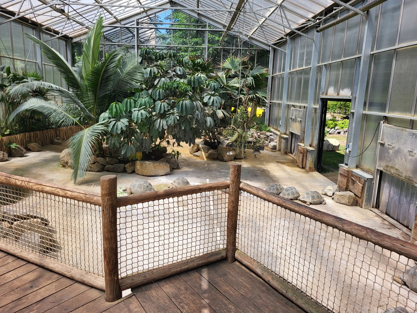 Aldabra giant tortoise enclosure