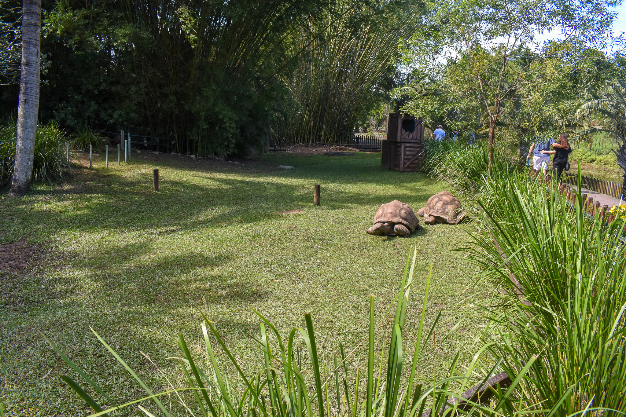 Aldabra Giant Tortoise enclosure
