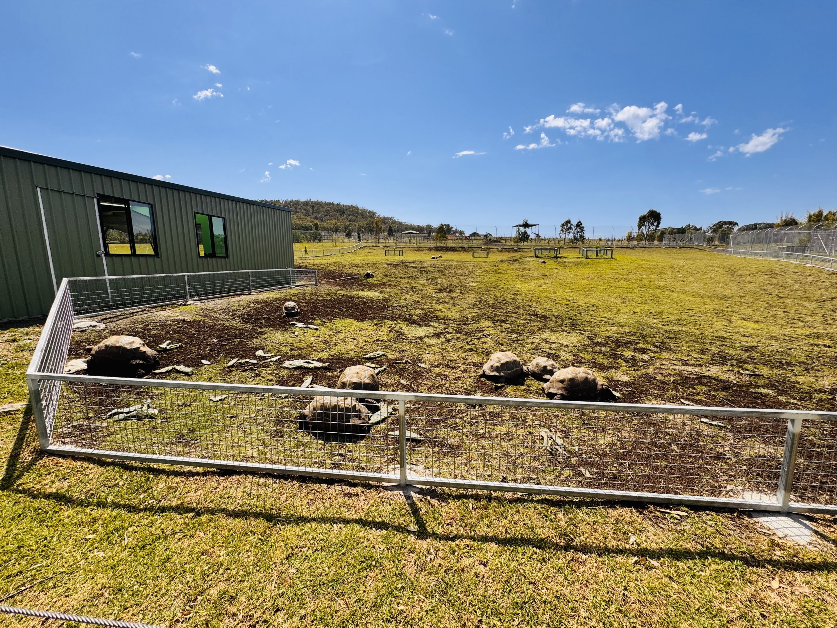 Aldabra giant tortoise enclosure