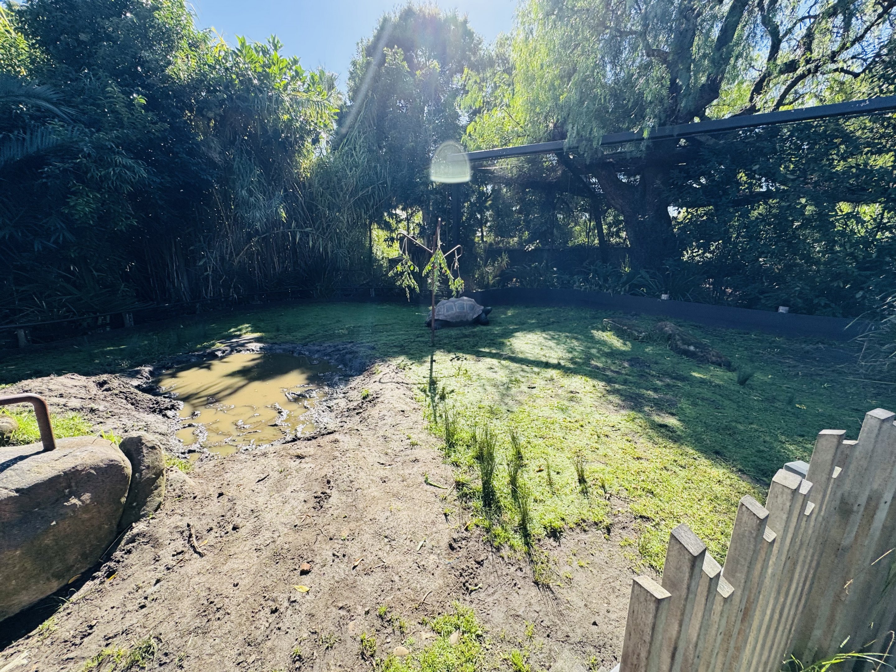 Aldabra Giant Tortoise enclosure