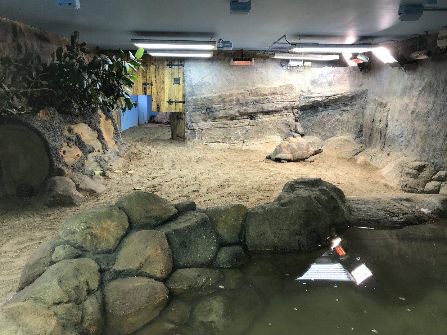 Aldabra giant tortoise exhibit 050119