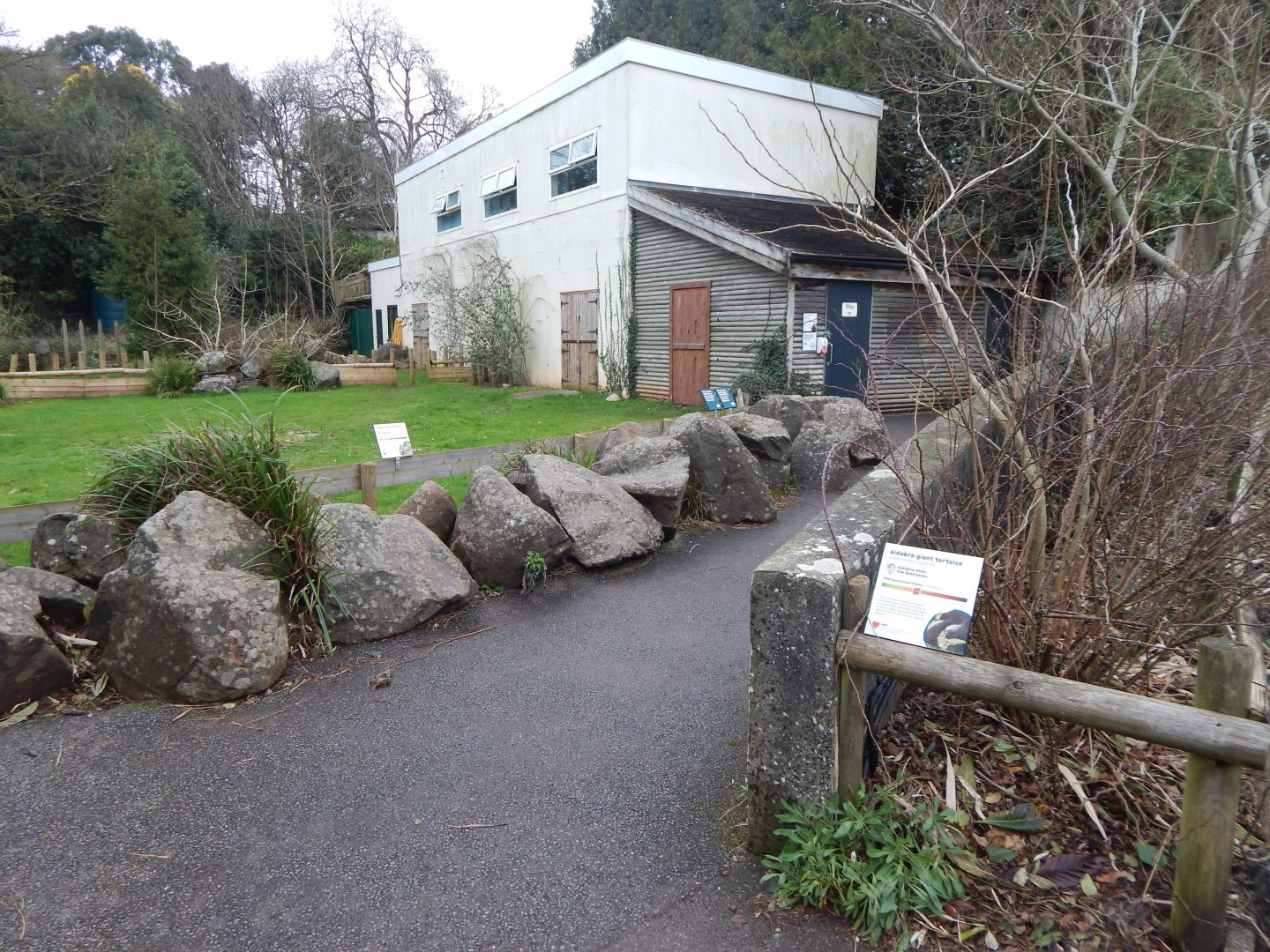 Aldabra giant tortoise exhibit 050224