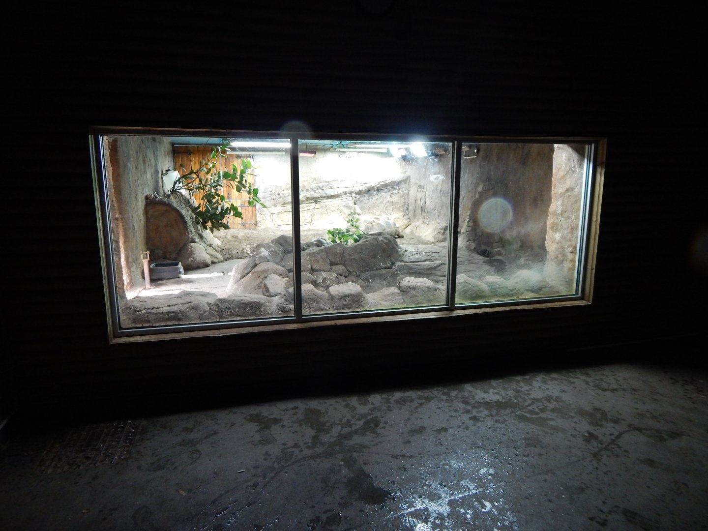 Aldabra giant tortoise exhibit 130624