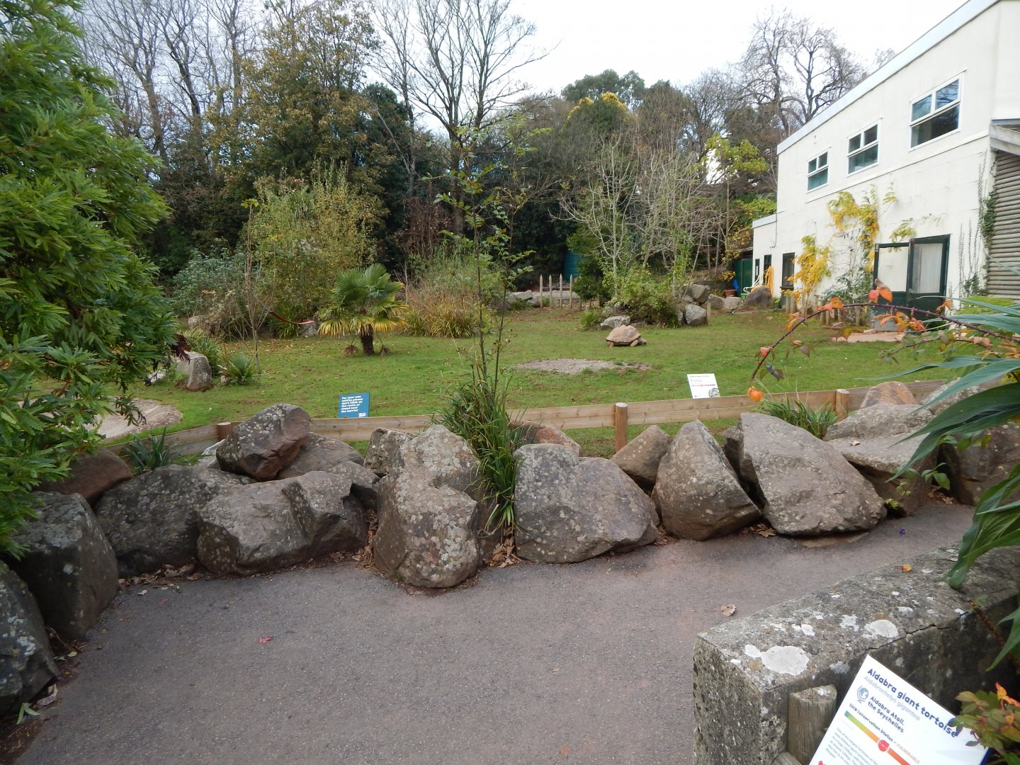 Aldabra giant tortoise exhibit 201121