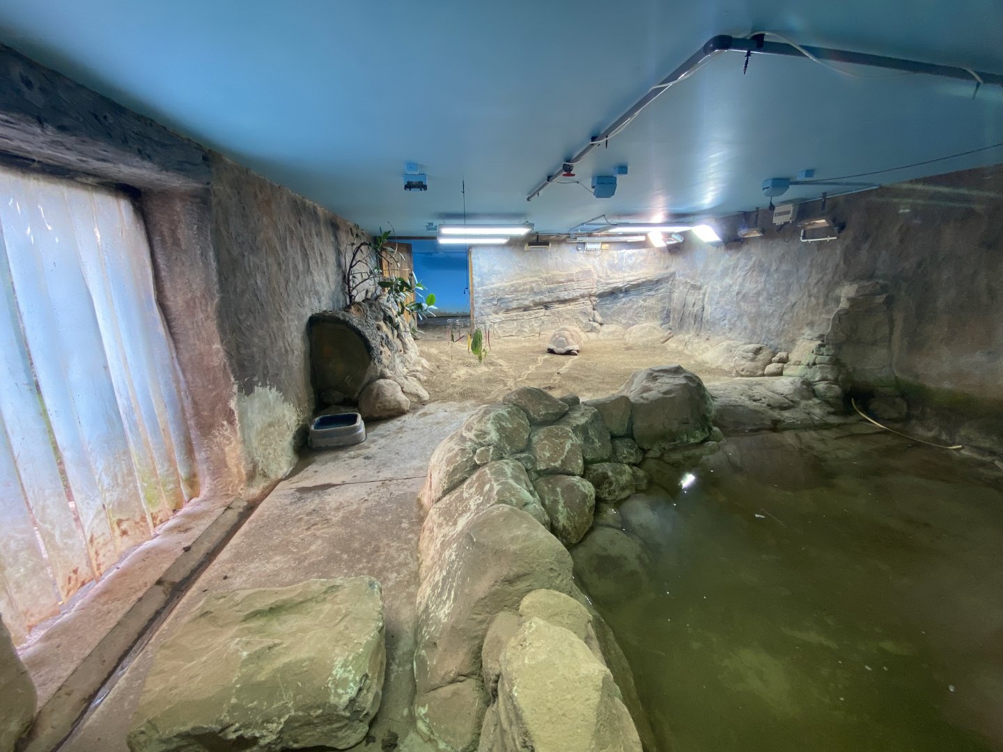 Aldabra giant tortoise exhibit 201121