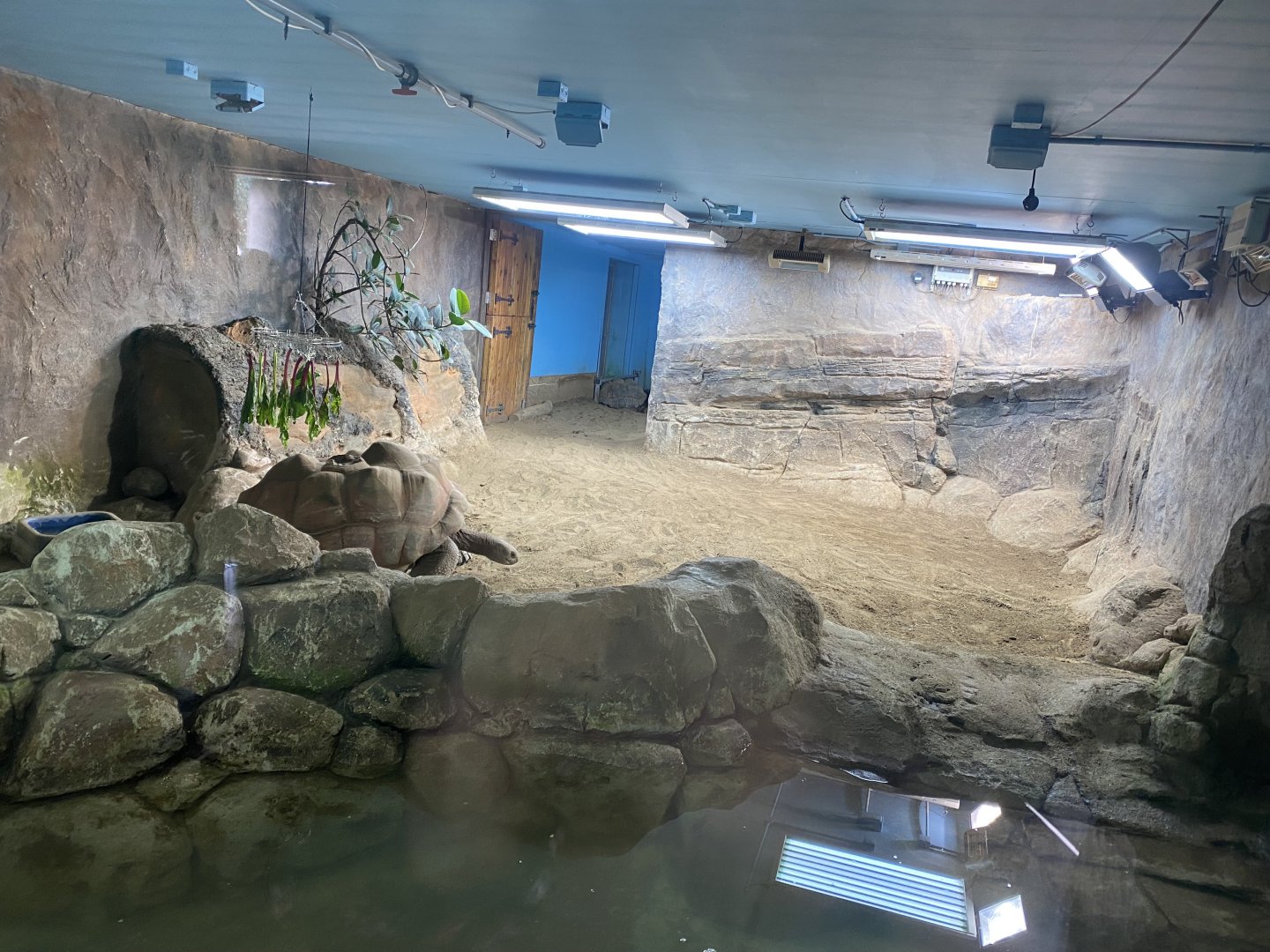 Aldabra giant tortoise exhibit 240222