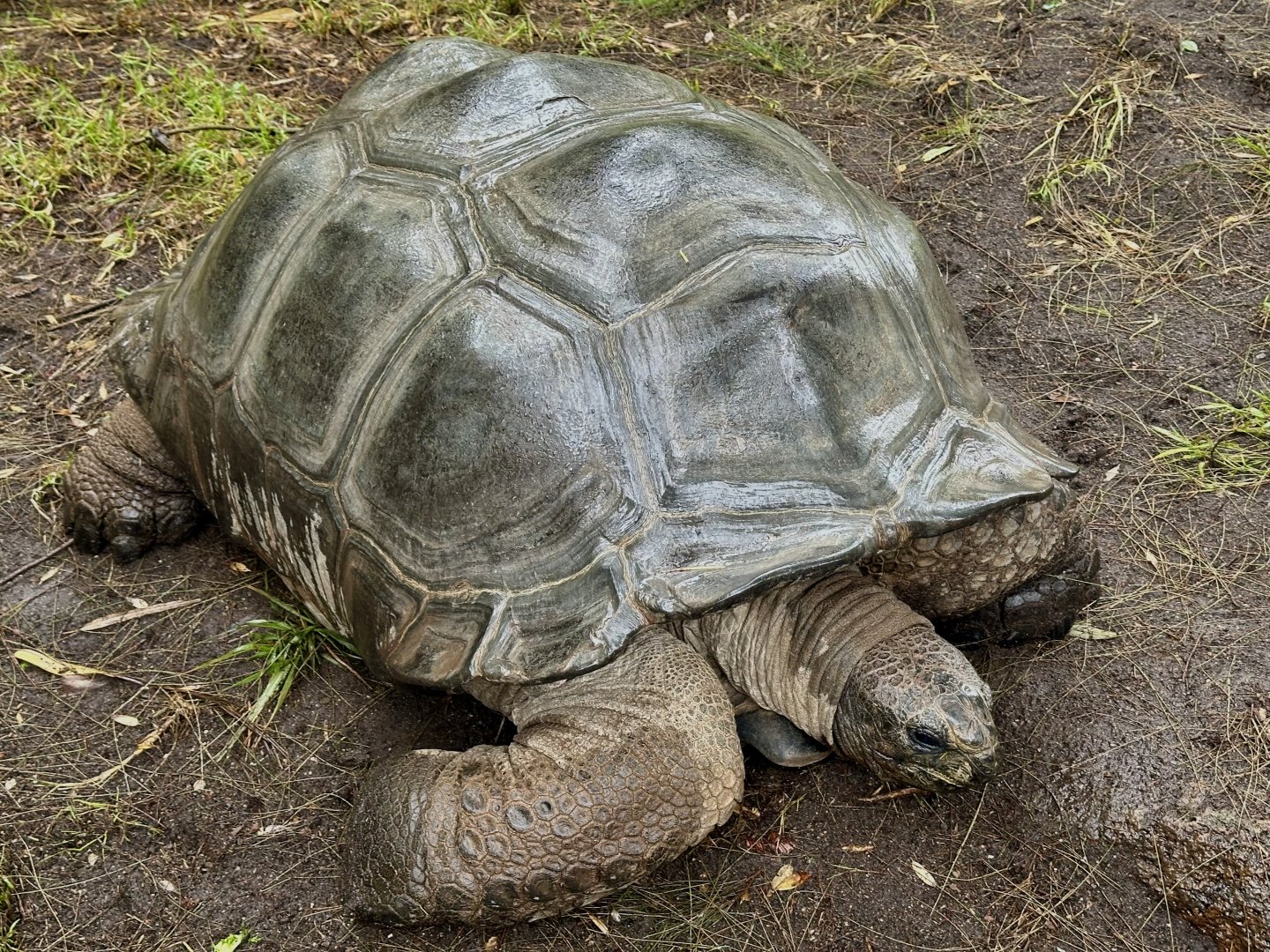 Aldabra Giant Tortoise Exhibit (Aldabrachelys gigantea)