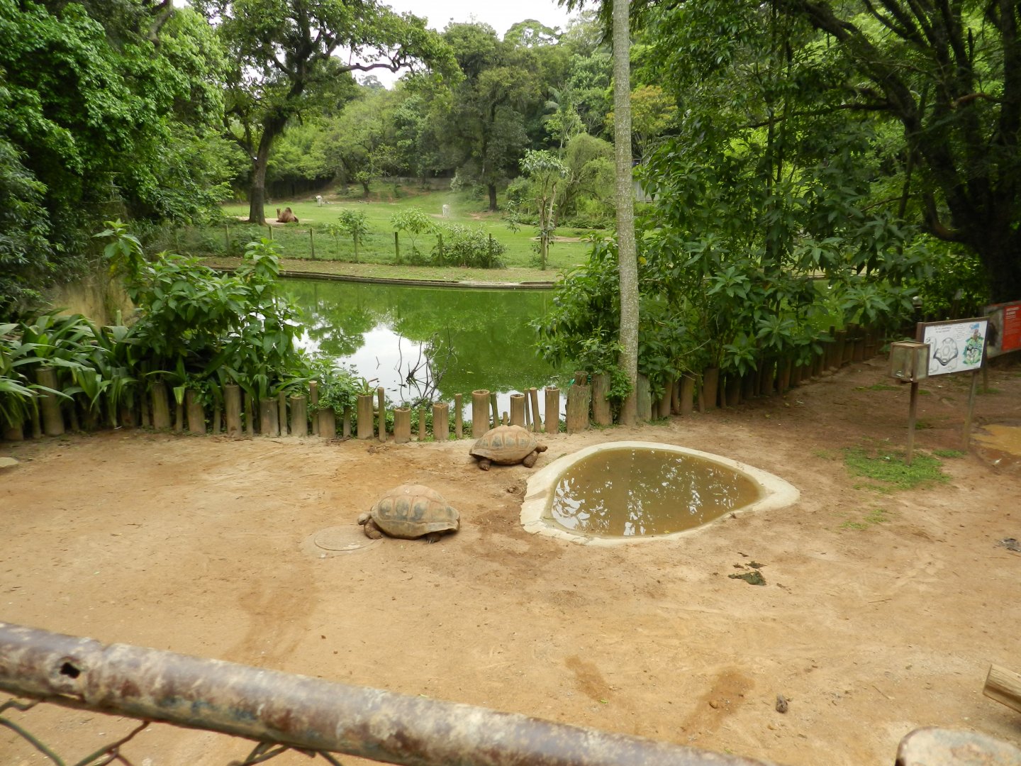 Aldabra giant tortoise exhibit - Zoo São Paulo