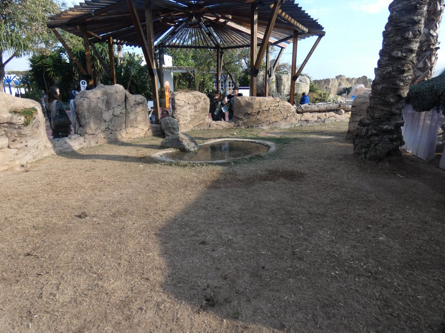 Aldabra Giant Tortoise exhibit