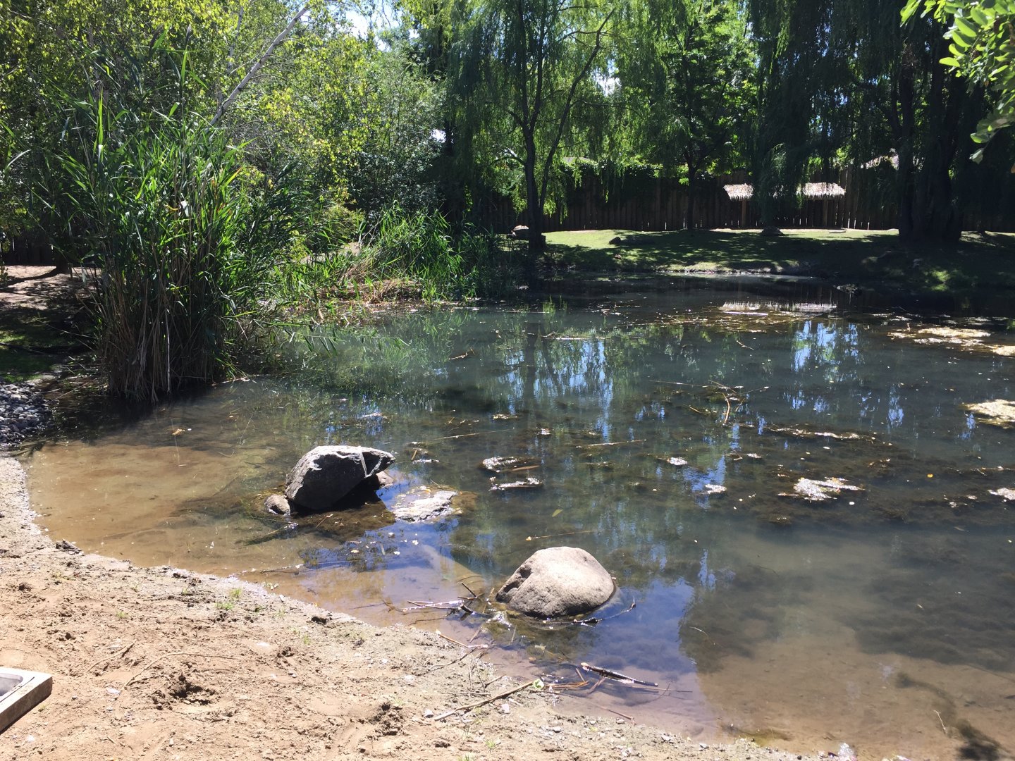 Aldabra Giant Tortoise Exhibit