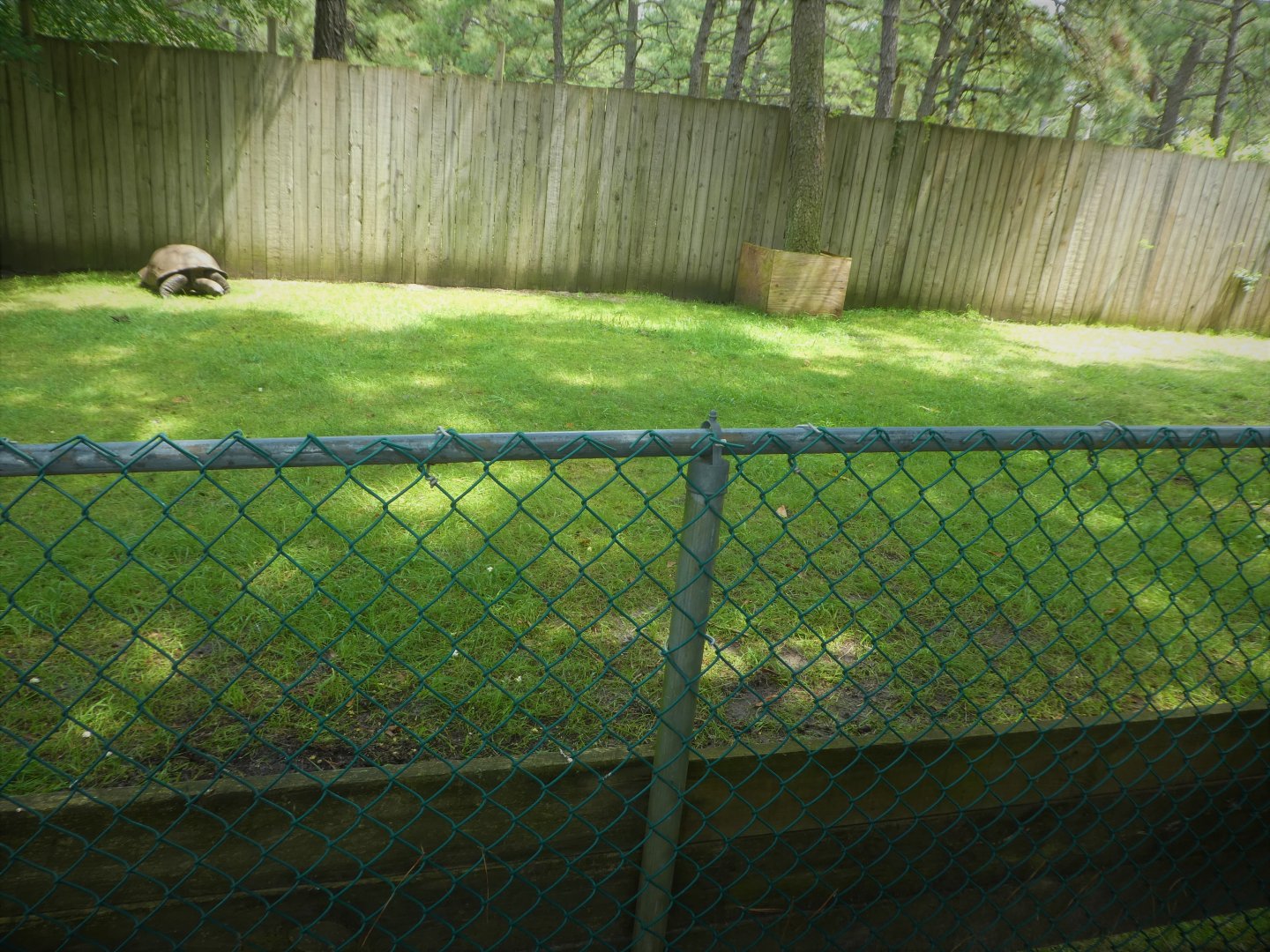 Aldabra Giant Tortoise Exhibit