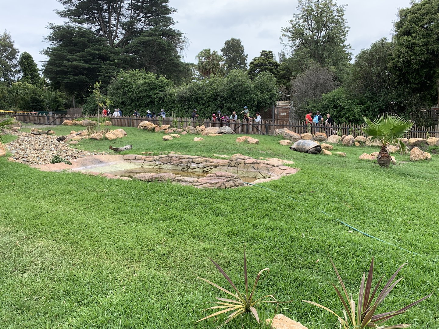 Aldabra Giant Tortoise Exhibit