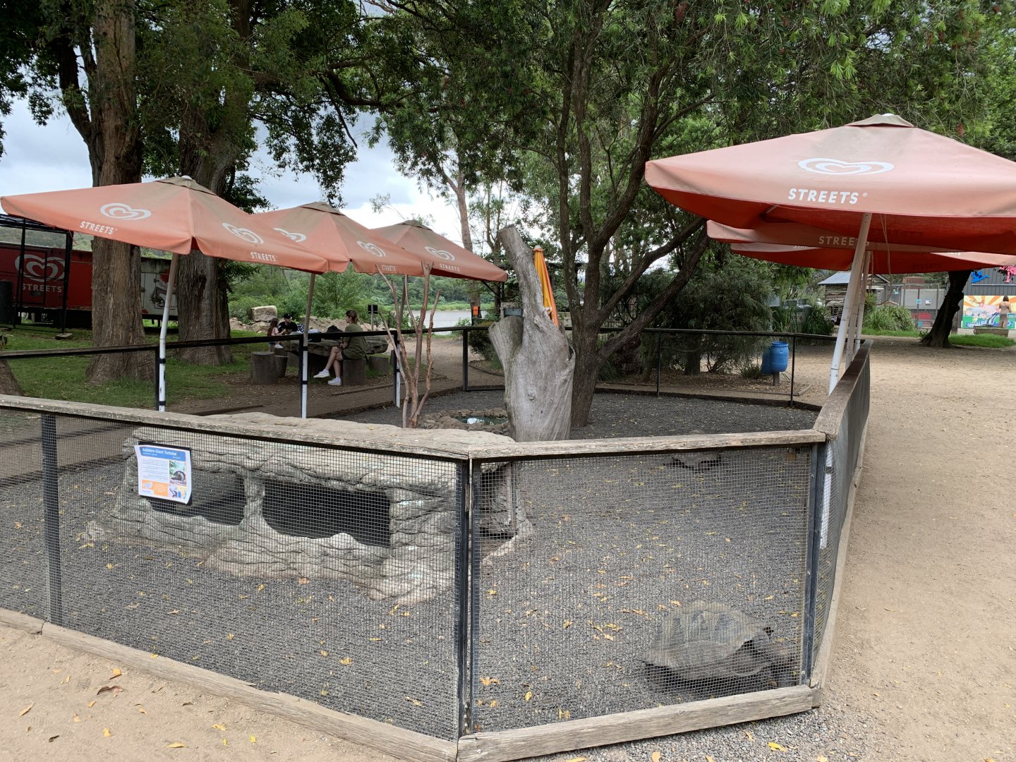 Aldabra Giant Tortoise Exhibit