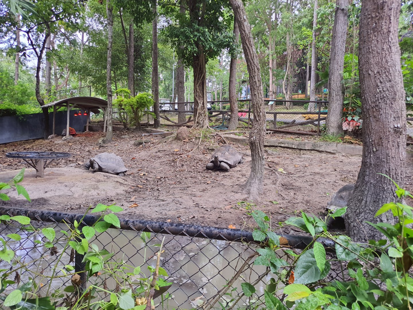 Aldabra Giant Tortoise Exhibit