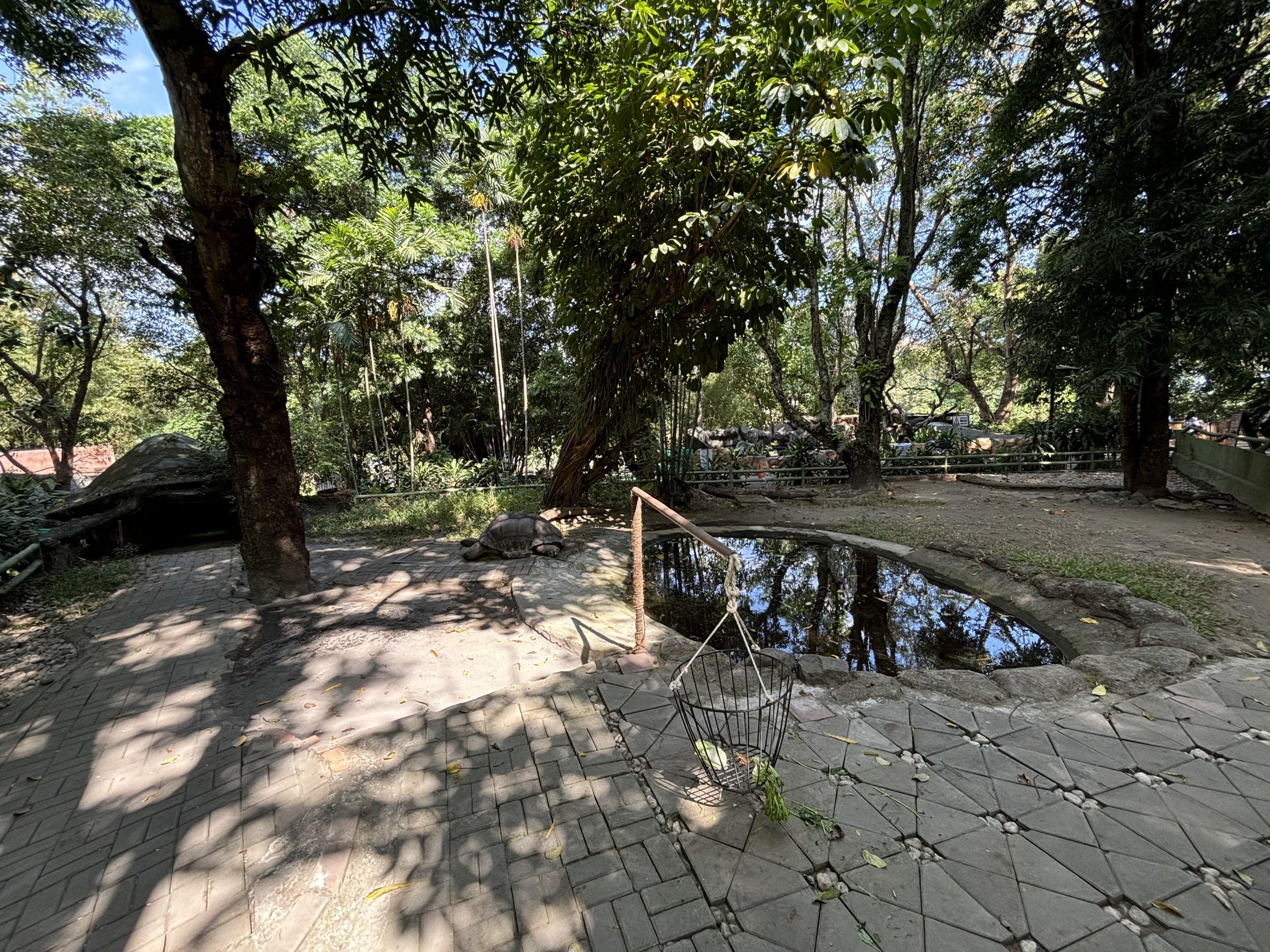 Aldabra Giant Tortoise Exhibit