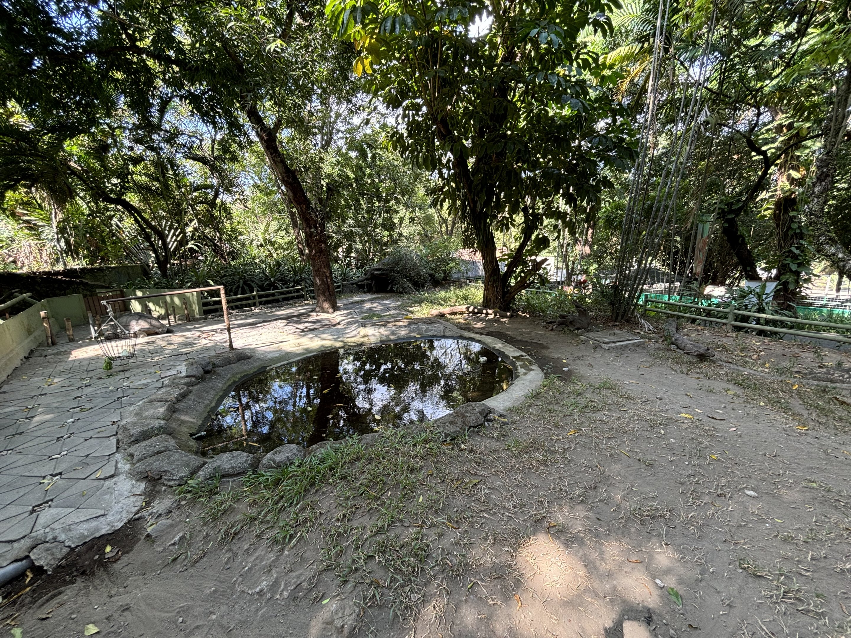 Aldabra Giant Tortoise Exhibit
