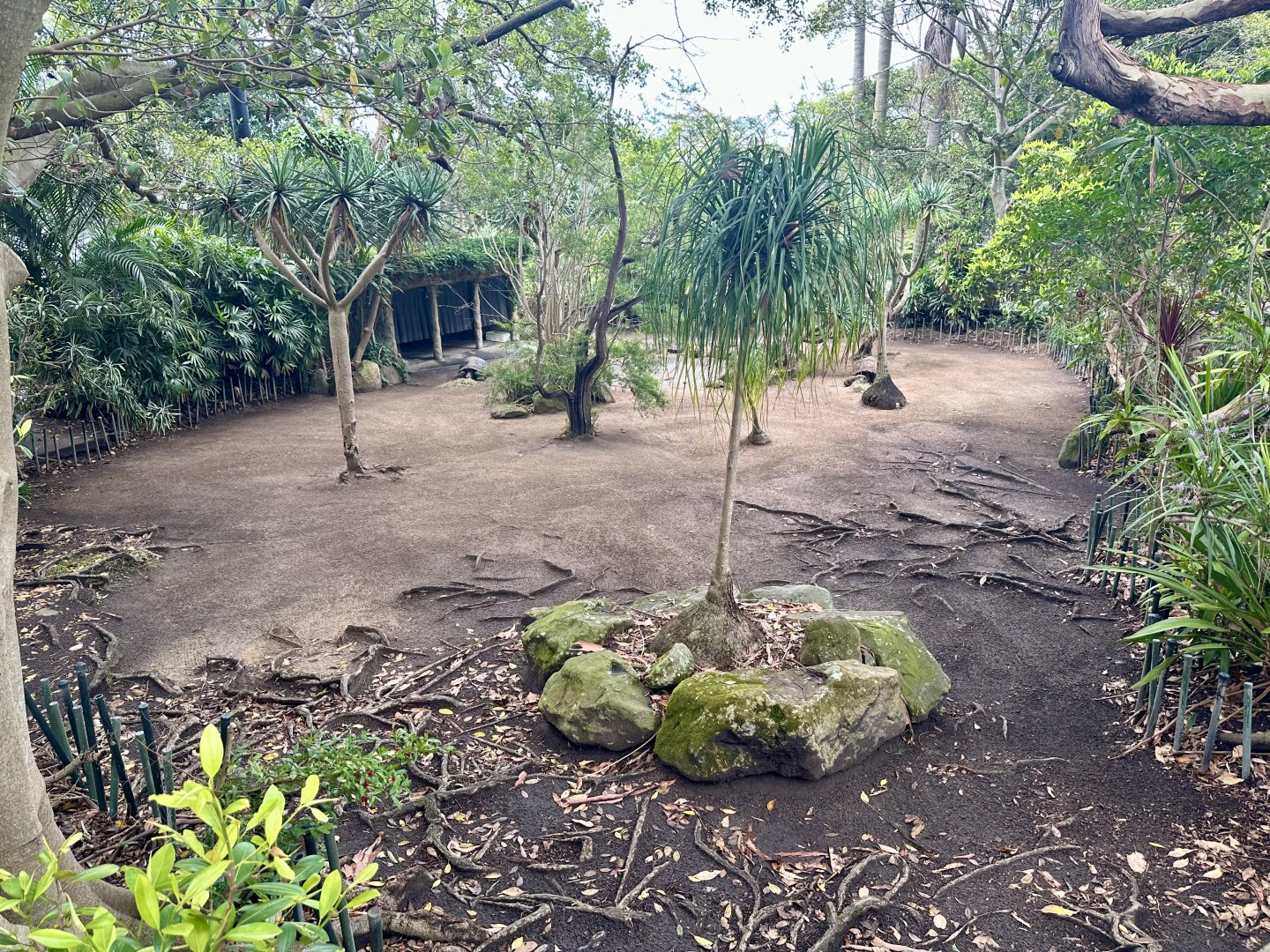 Aldabra Giant Tortoise Exhibit