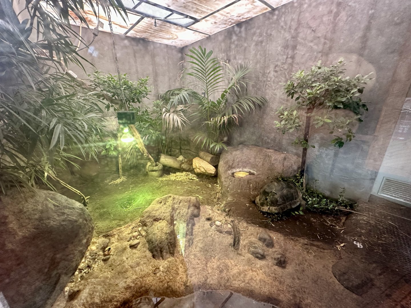 Aldabra Giant Tortoise Exhibit