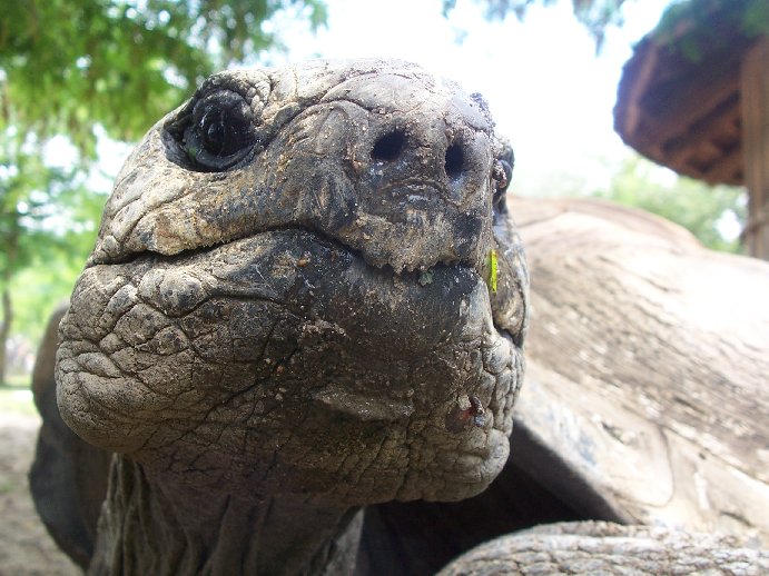 Aldabra Giant Tortoise (Geochelone gigantea)