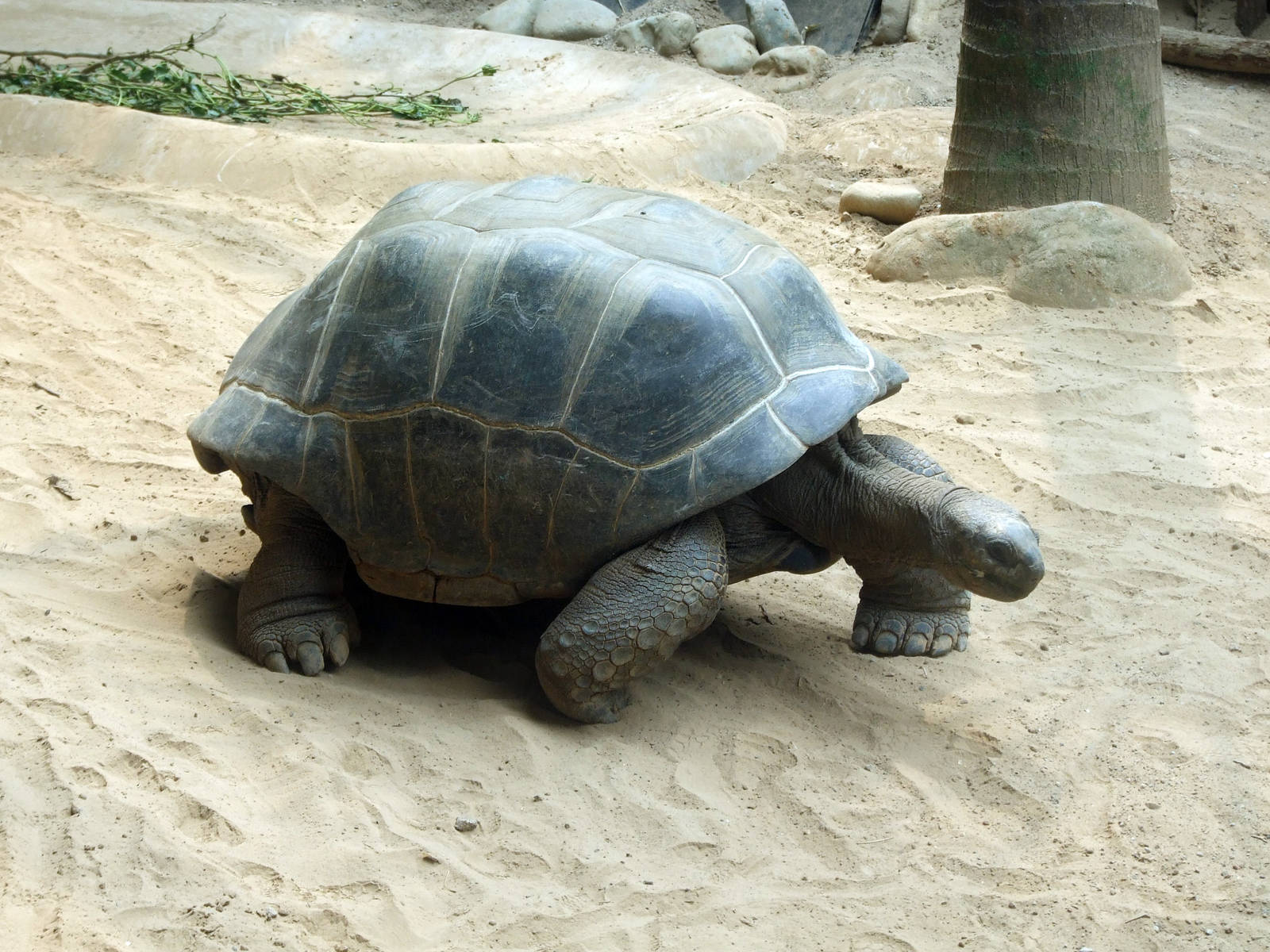 Aldabra Giant Tortoise, gift from Repiblik Sesel