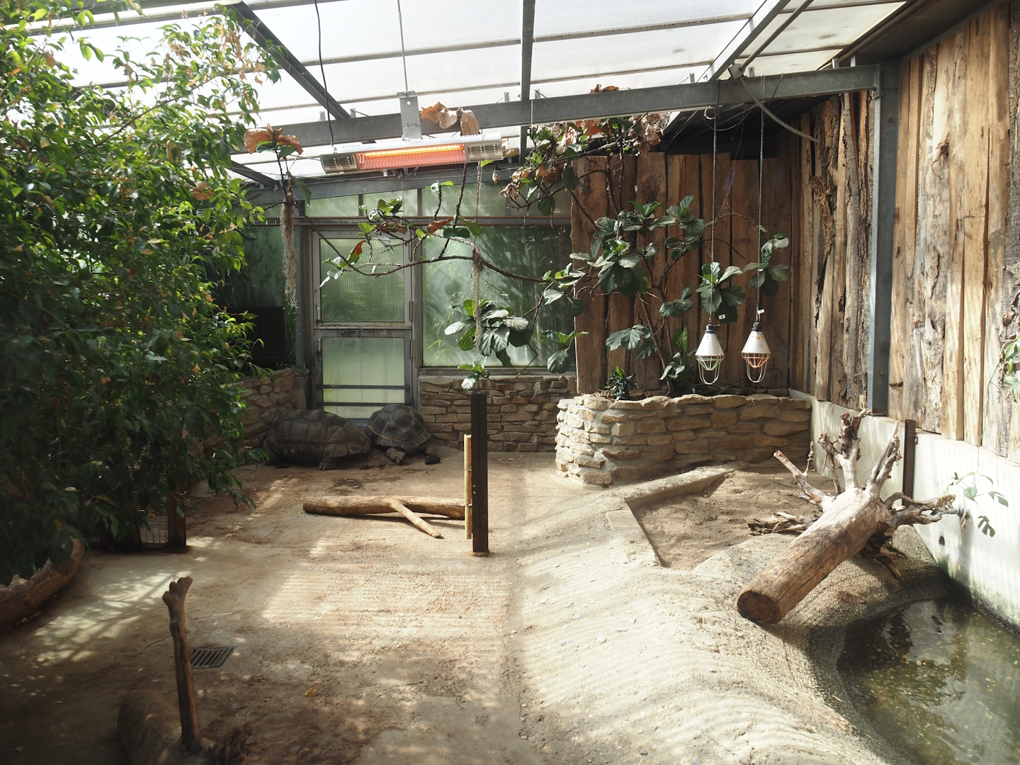 Aldabra giant tortoise greenhouse, 2024-06-08