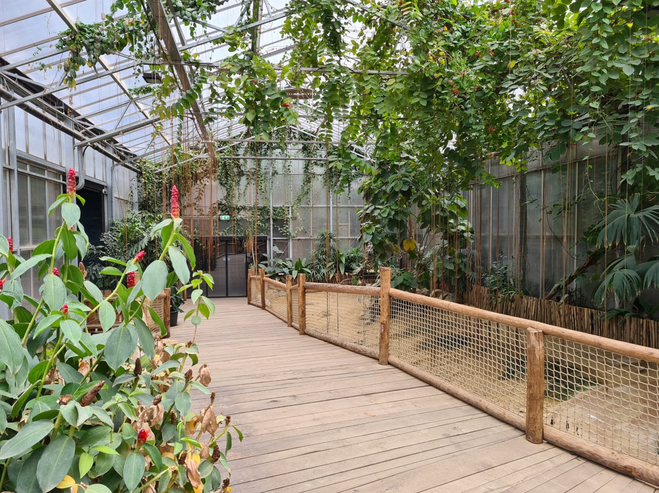 Aldabra giant tortoise greenhouse - as seen from other side of the greenhouse