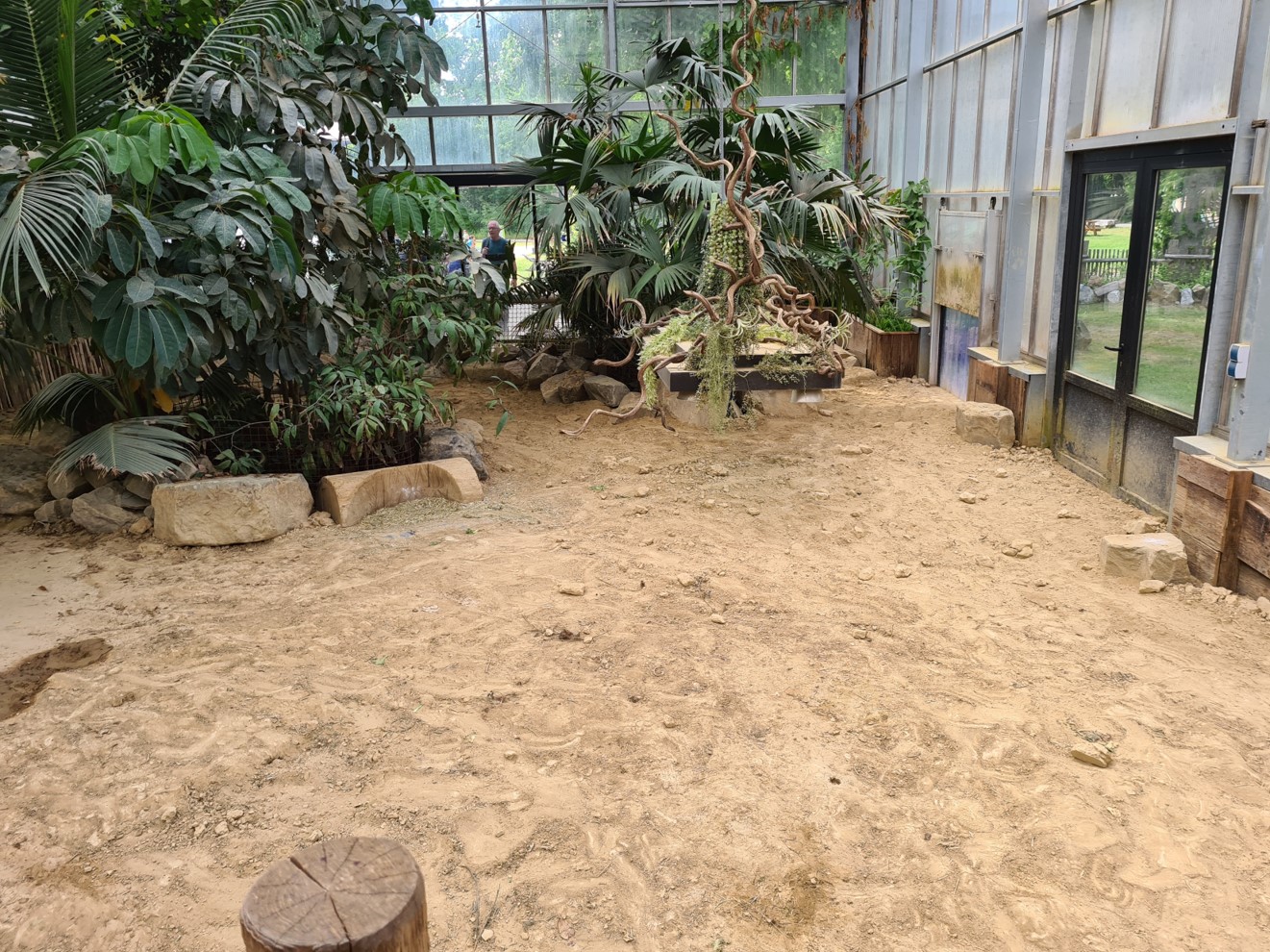 Aldabra giant tortoise greenhouse - Large tortoises