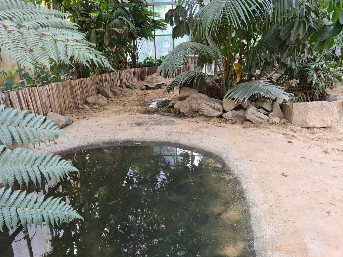 Aldabra giant tortoise greenhouse - Large tortoises