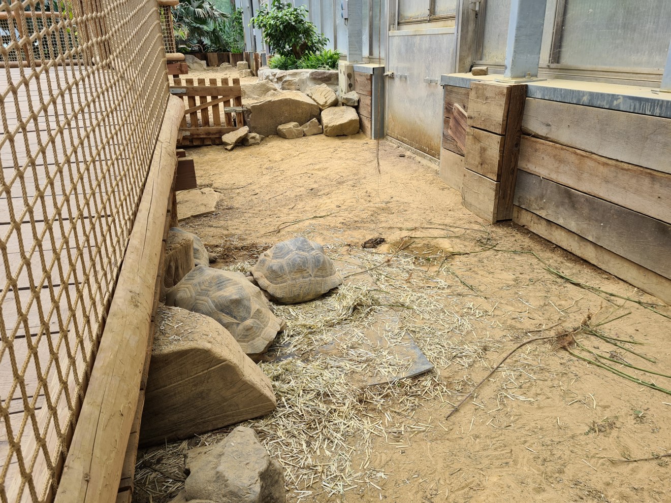 Aldabra giant tortoise greenhouse - medium-sized juveniles