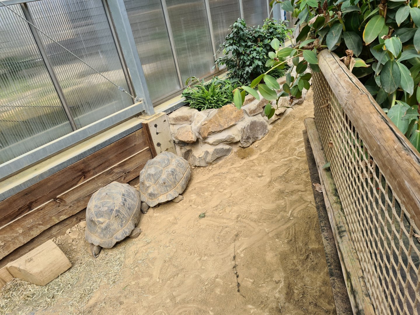 Aldabra giant tortoise greenhouse - medium-sized juveniles