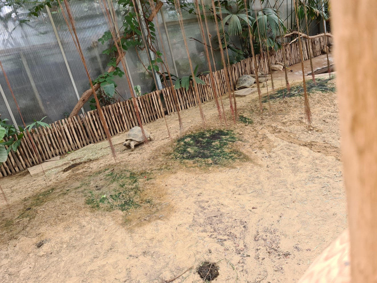 Aldabra giant tortoise greenhouse - small juveniles
