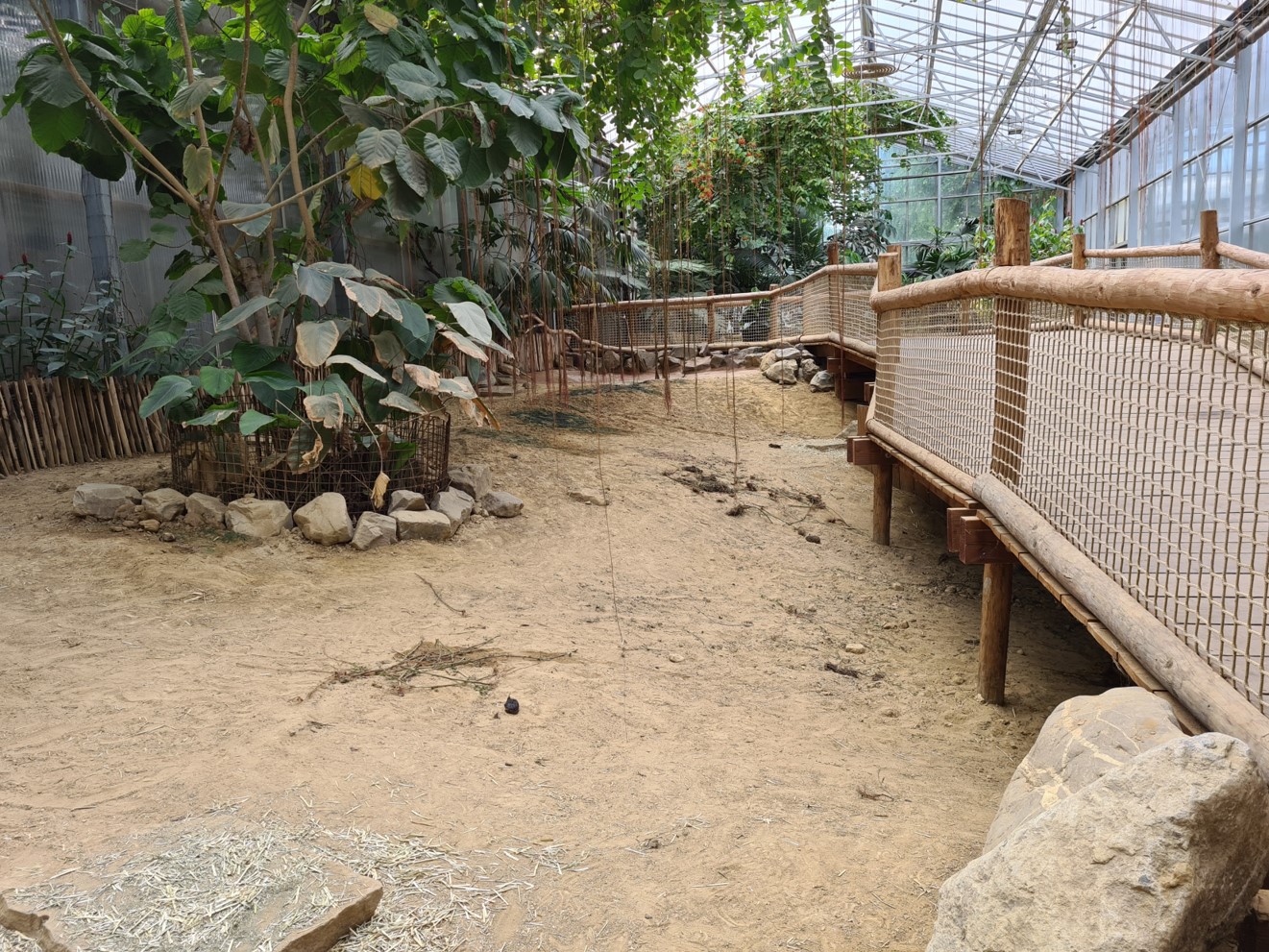 Aldabra giant tortoise greenhouse - small juveniles