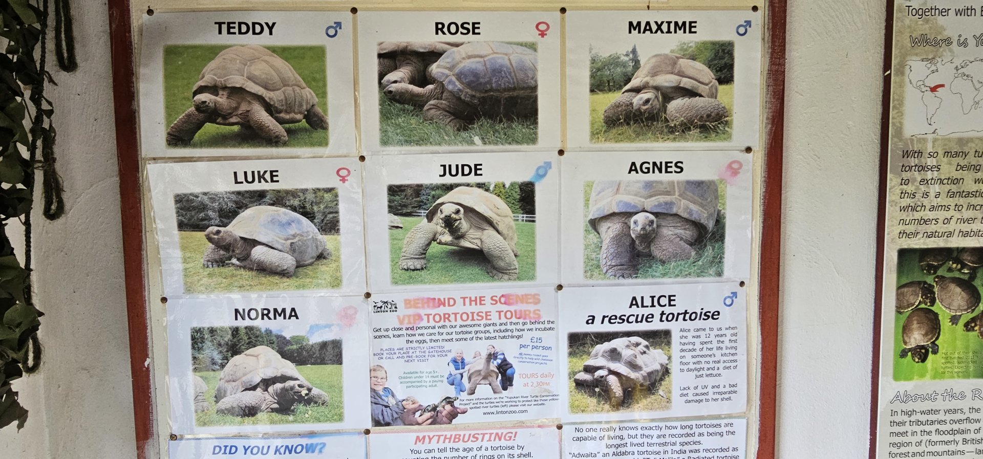 Aldabra giant tortoise herd names