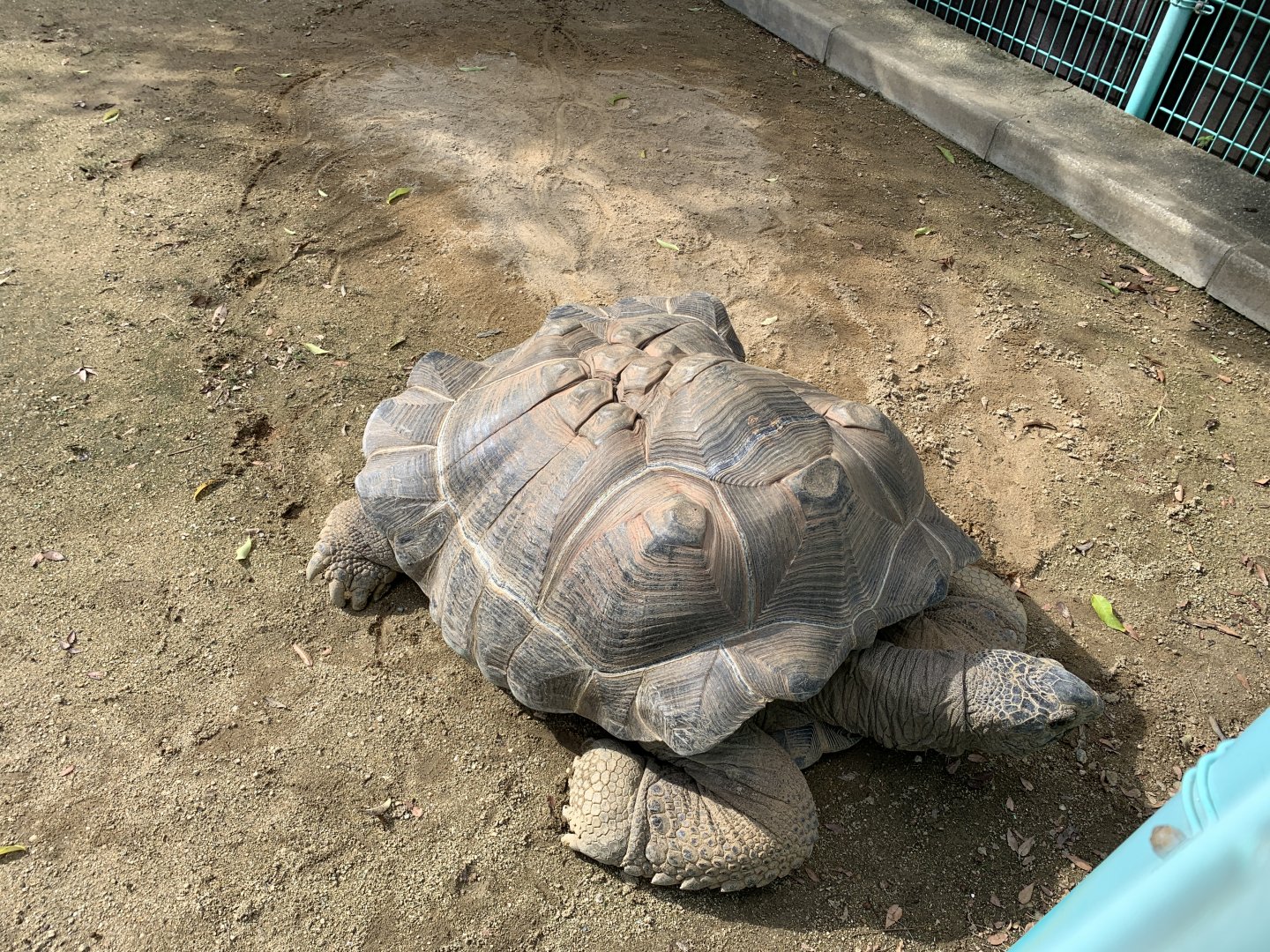 Aldabra Giant Tortoise (Himeji City Zoo)