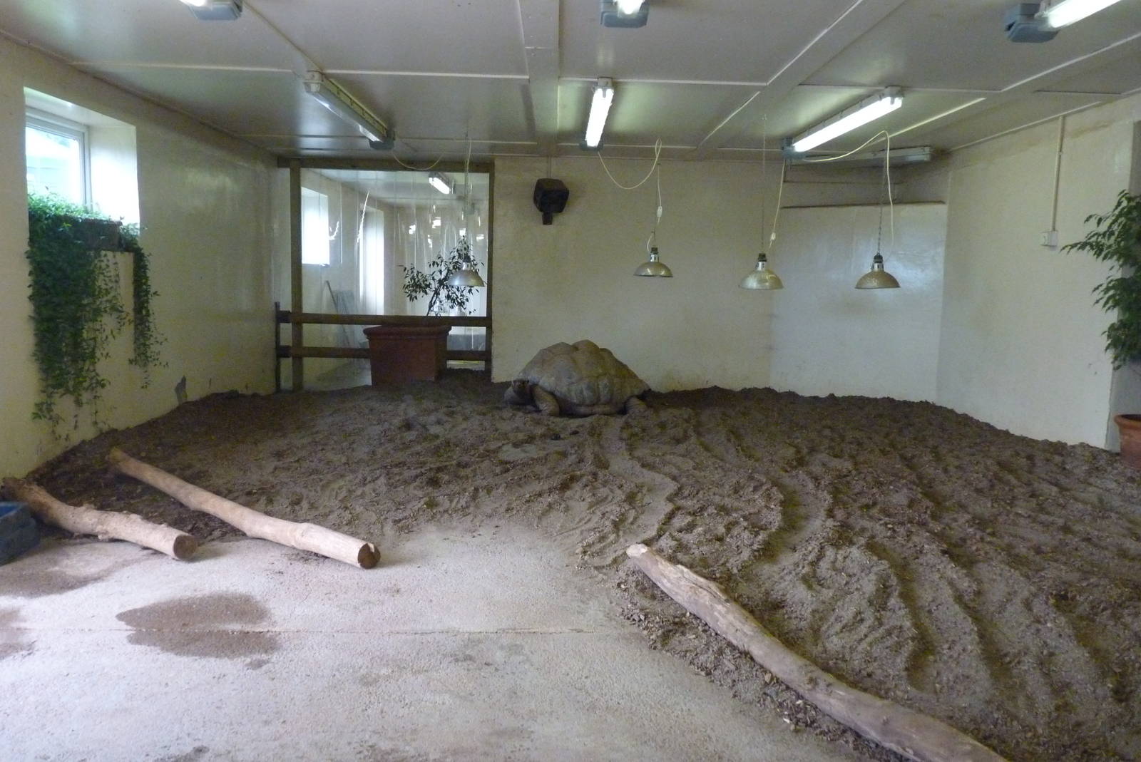 Aldabra Giant Tortoise House, 17 March 2014