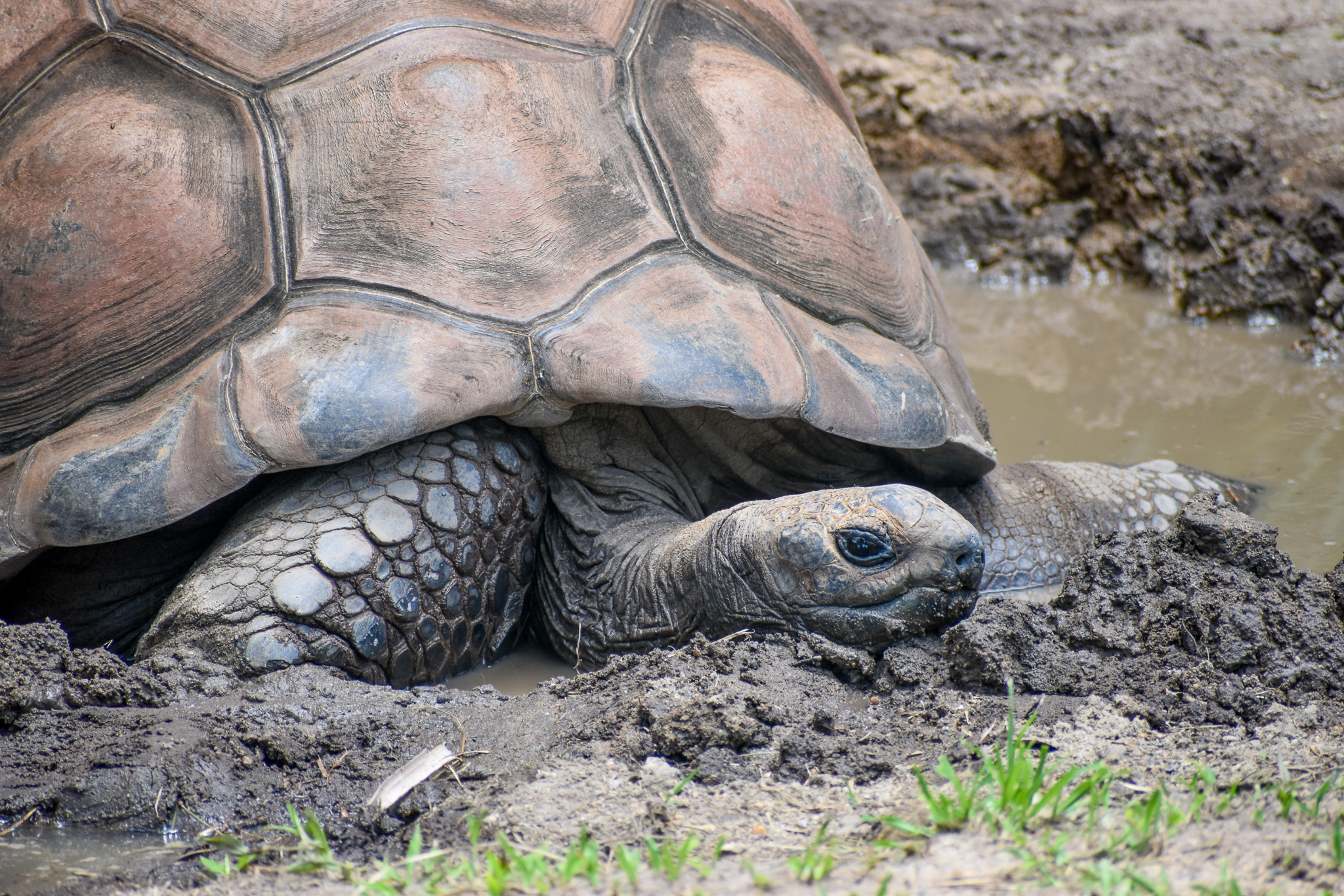 Aldabra Giant Tortoise in mud wallow