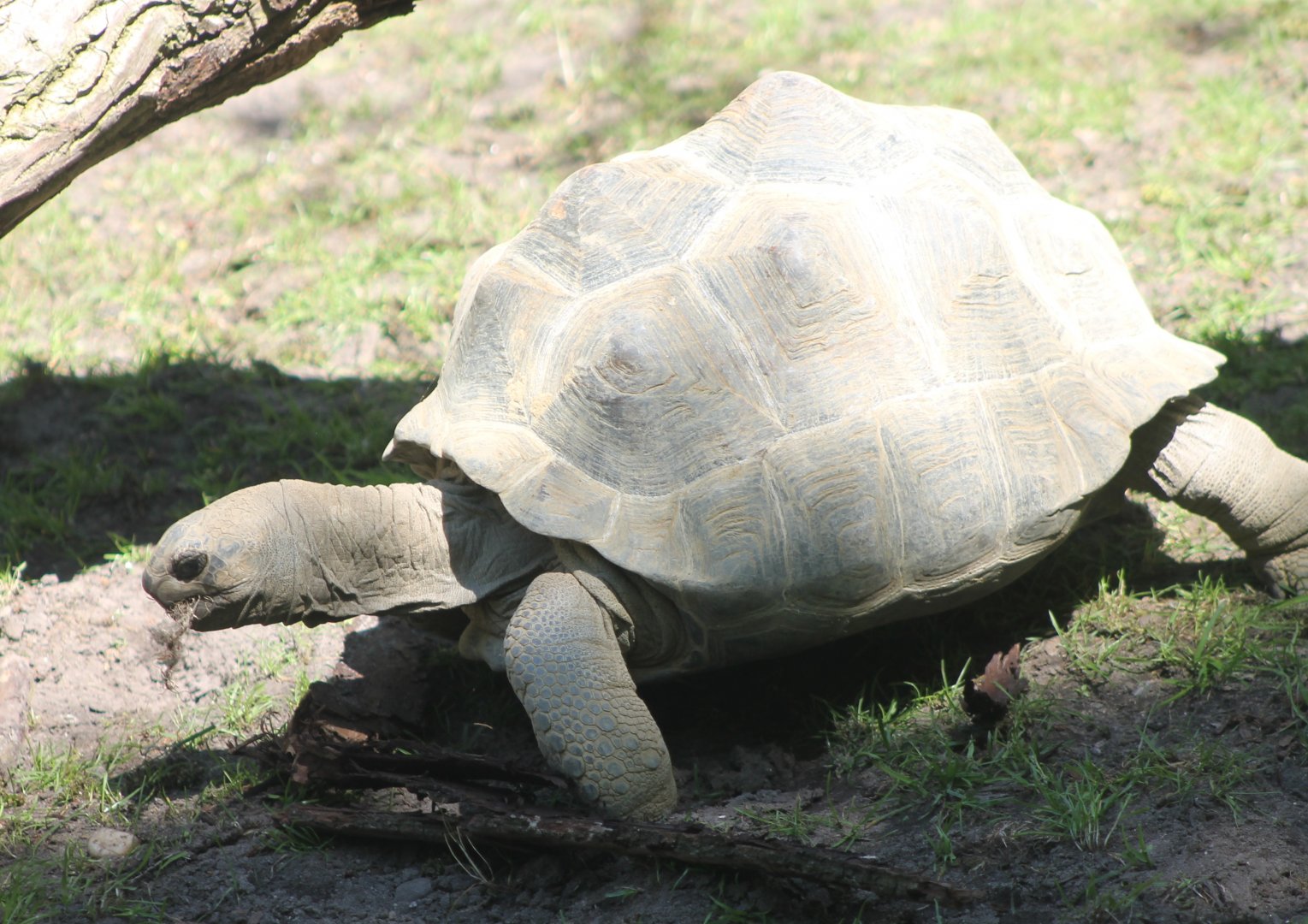 Aldabra giant tortoise in outdoor-enclosure
