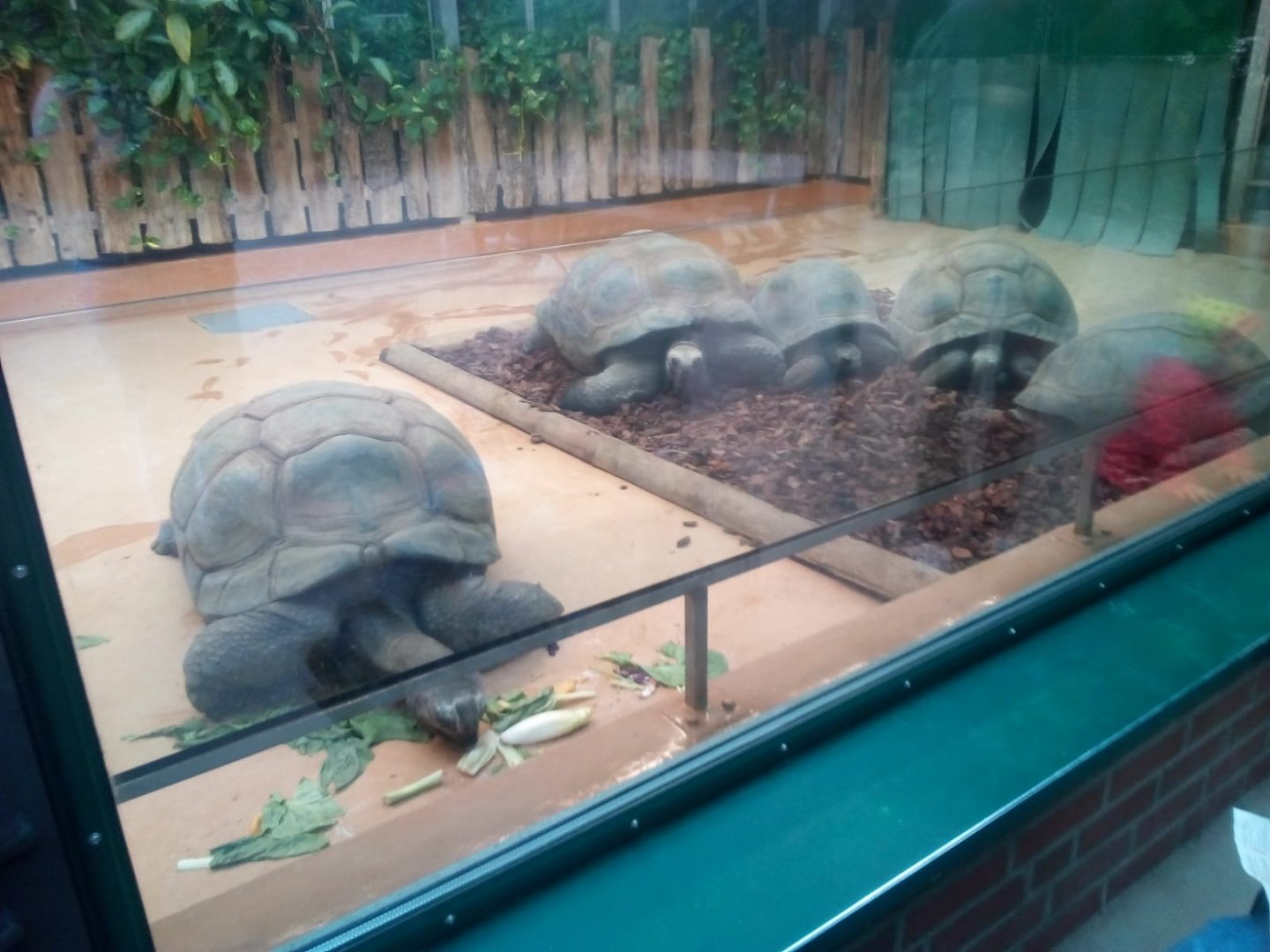 Aldabra Giant Tortoise Indoor Enclosure